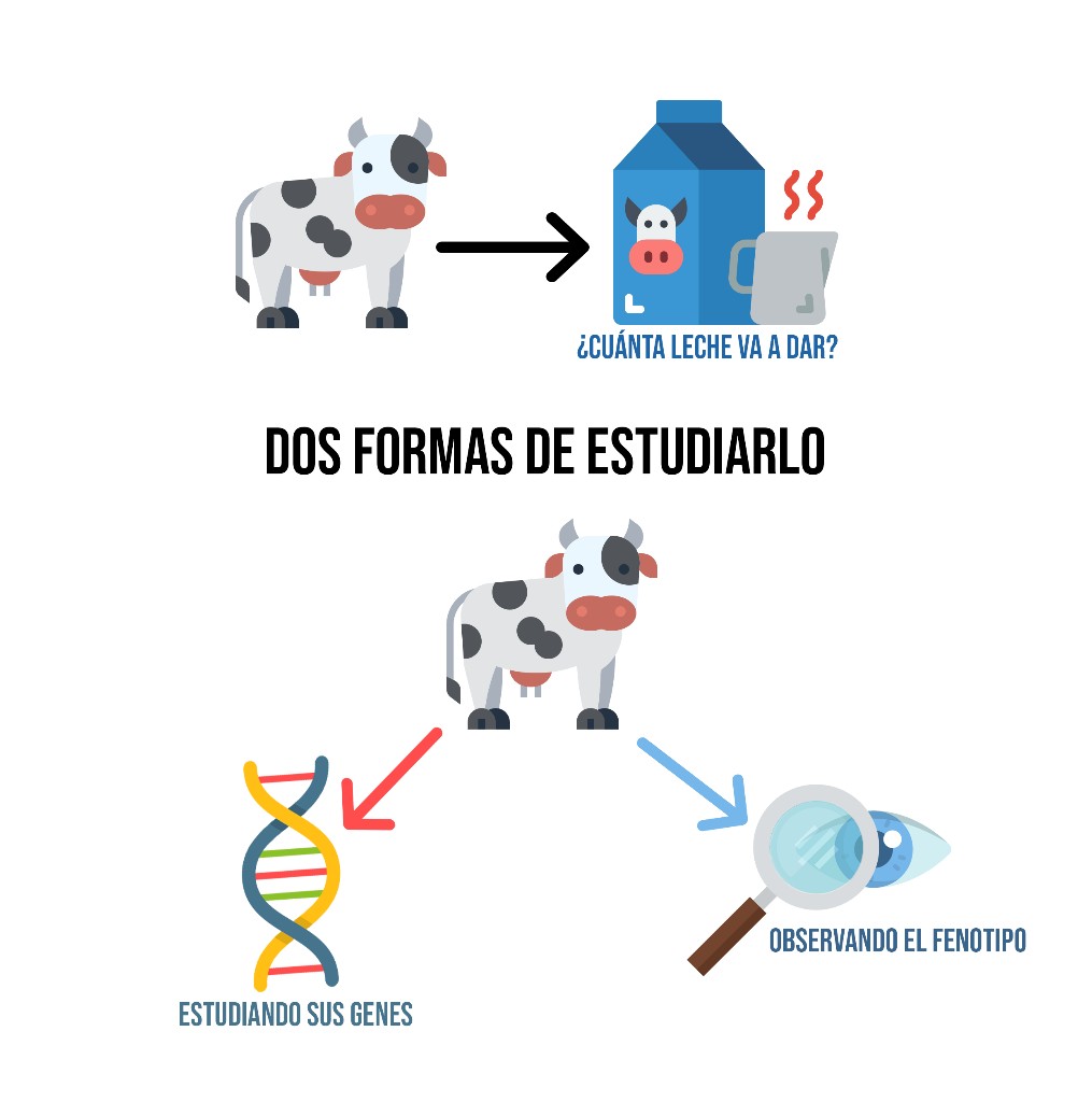 Una Imagén vale más que Mil Genes