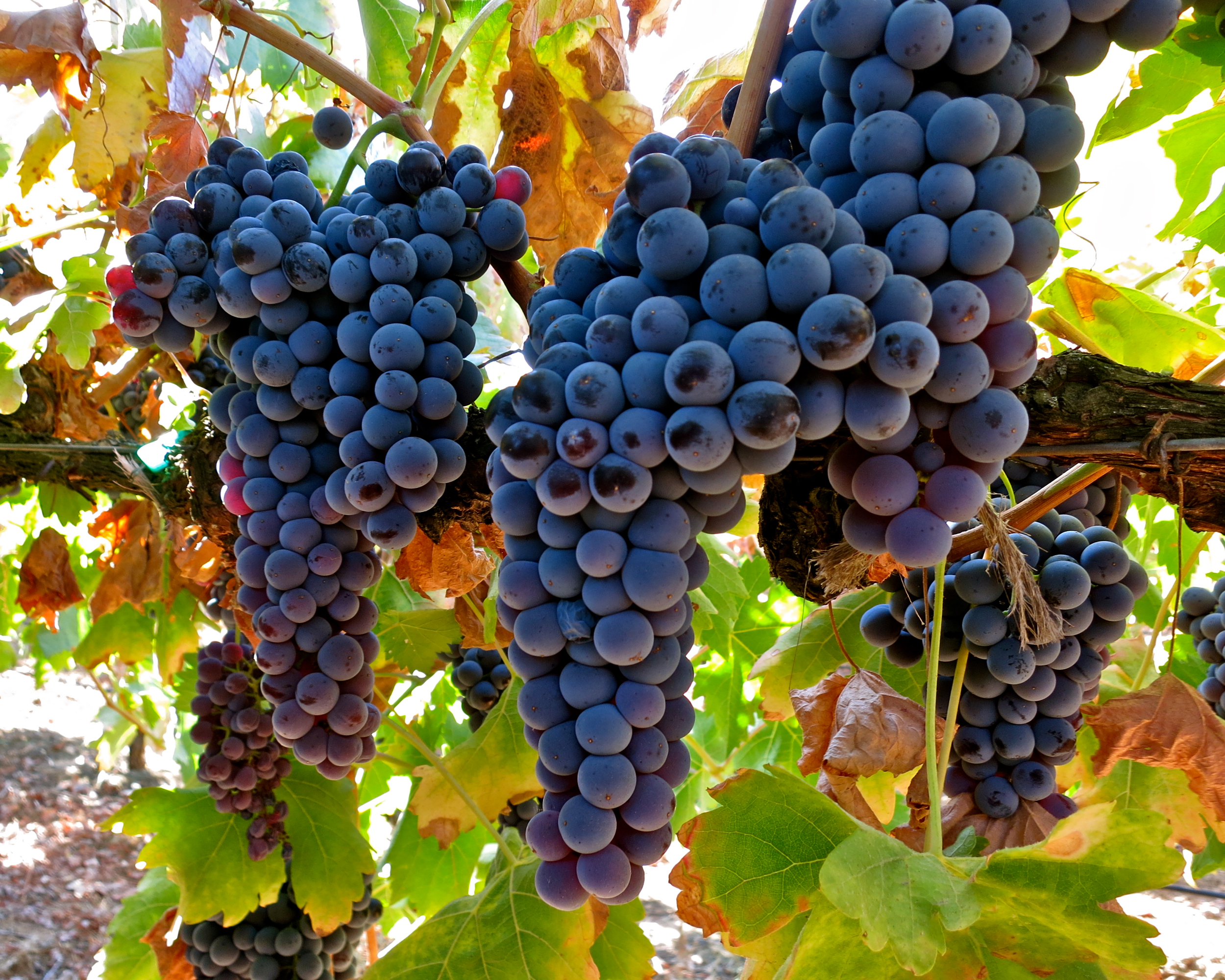 Uva tempranillo uva tempranillo