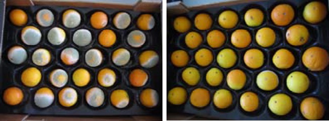 Naranjas sin recubrimiento biocida basado en zeolitas con plata (izquierda) y con recubrimiento (derecha) Naranjas sin recubrimiento biocida basado en zeolitas con plata (izquierda) y con recubrimiento (derecha)