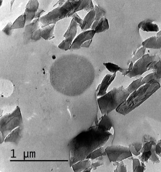 Bacteria muerta rodeada de cristales de zeolita con Ag incorporada Bacteria muerta rodeada de cristales de zeolita con Ag incorporada