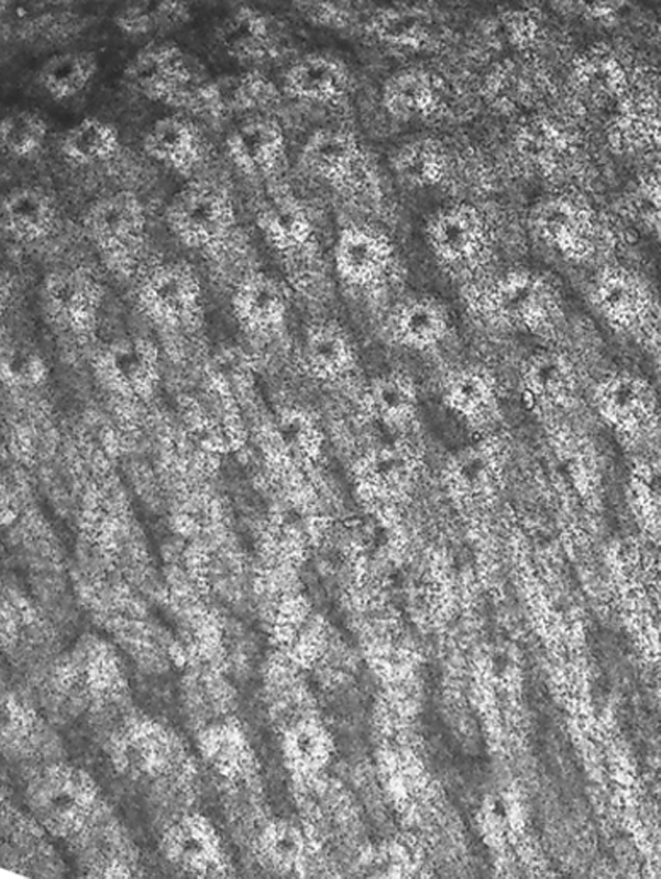 Criptas del epitelio del colon Criptas del epitelio del colon