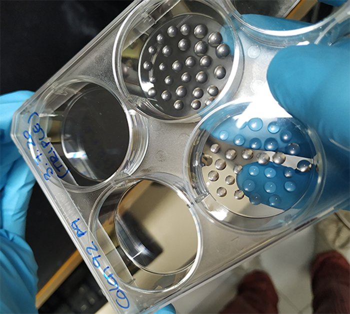 Imagen de una placa de cultivo con las gotas de Matrigel donde se encuentran los organoides Dra. Masmudi y el Dr. Khan
