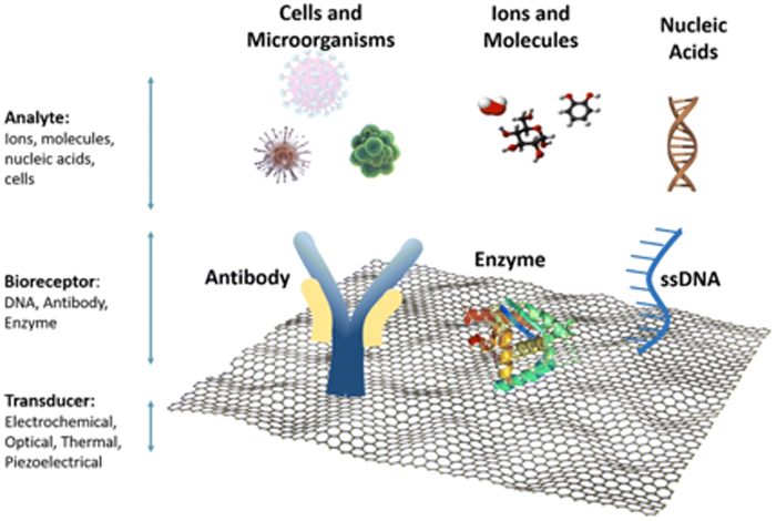 Ejemplos de biosensores basados en grafeno. Fuente: Peña-Bahamonde, et al. J Nanobiotechnol 16, 75 (2018) Image