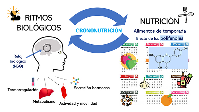 Imagen resumen elaborada por Lucía Aránega Martín con modificaciones de la imagen de la revisión Chrononutrition and polyphenols: Roles and diseases. Dra. Masmudi y el Dr. Khan