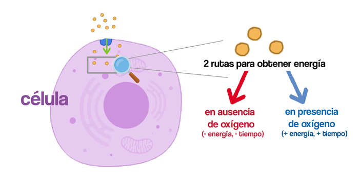 Diferentes rutas para obtener energía a partir de la glucosa Image