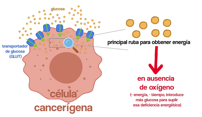 Estrategias de las células tumorales para obtener energía de forma rápida a partir de la glucosa En el caso de las células cancerígenas, la ruta que más usan para obtener energía es en ausencia de oxígeno porque requiere de menos tiempo, factor esencial para la supervivencia de estas células. Sin embargo, para suplir esa deficiencia energética, tienen más transportadores GLUT en su superficie, que les permite introducir más glucosa y así poder obtener más energía con esa ruta.