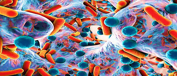 Bacterias en el organismo humano bacterias en el organismo humano