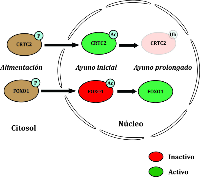 Figura 1. Esquema de las consecuencias de las modificaciones postraduccionales en las proteínas CRTC2 y FOXO1 (adaptado de Klaus Kaestner, Cell Metabolism, 2008; DOI: 10.1016/j.cmet.2008.11.003) En el caso de las células cancerígenas, la ruta que más usan para obtener energía es en ausencia de oxígeno porque requiere de menos tiempo, factor esencial para la supervivencia de estas células. Sin embargo, para suplir esa deficiencia energética, tienen más transportadores GLUT en su superficie, que les permite introducir más glucosa y así poder obtener más energía con esa ruta.
